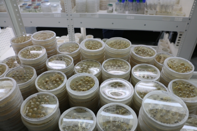 Yeni nesil hibrit soğan üretildi